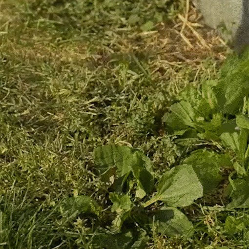 4-Claw Steel Wild Plant Puller